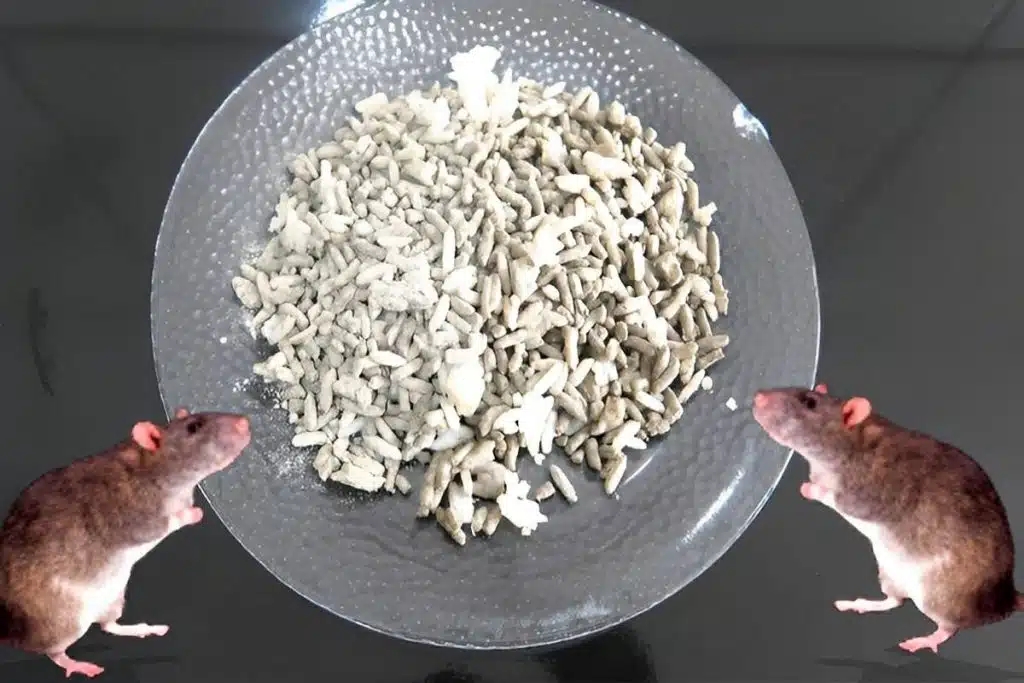 Como acabar com os ratos da sua casa sem veneno nem produtos tóxicos